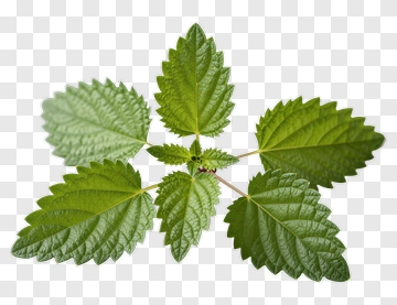 Green Mint Leaves PNG