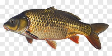 Realistic Carp Fish PNG