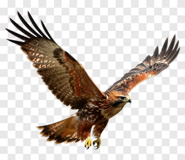 Brown Hawk In Flight PNG