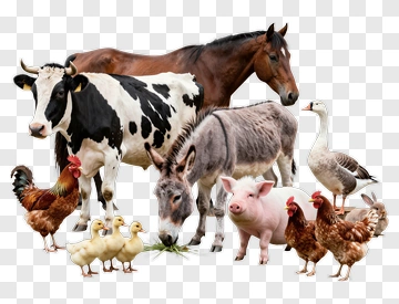 Farm Animals Including Cow, Pig, And Chicken PNG