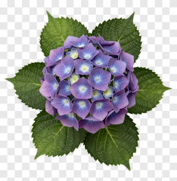 Purple Hydrangea Flower With Green Leaves PNG