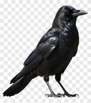 Realistic Black Raven PNG