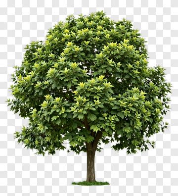 Lush Green Tree PNG
