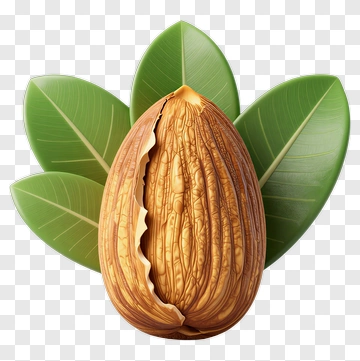 Almond With Green Leaves PNG