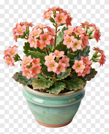 Potted Kalanchoe Plant With Pink Flowers PNG