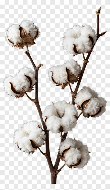 Cotton Plant Branch With White Flowers PNG