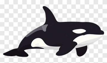 Cartoon Orca Swimming PNG
