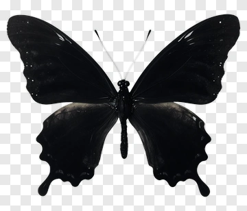 Black Butterfly PNG