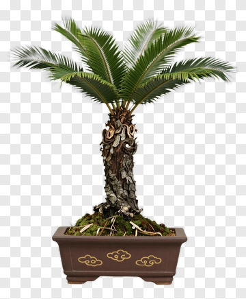 Potted Palm Tree PNG