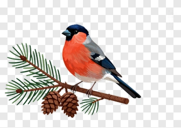 Bullfinch Sitting On A Pine Branch PNG