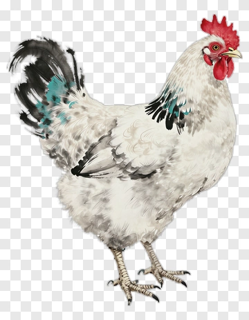 White Chicken With Black And Teal Feathers PNG