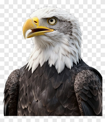 Realistic Bald Eagle Portrait PNG