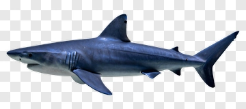 Realistic Shark Swimming PNG