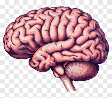 Illustration Of A Brain PNG