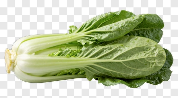 Fresh Bok Choy Vegetable PNG