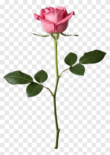Pink Rose With Green Leaves PNG
