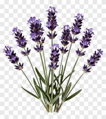 Lavender Flower Bouquet PNG