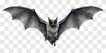 Realistic Bat With Outstretched Wings PNG