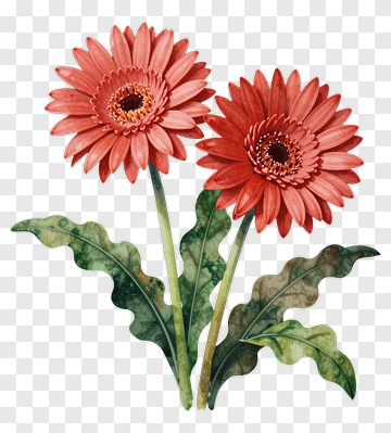 Red Gerbera Flowers With Green Leaves PNG
