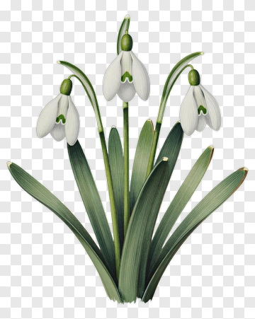 Snowdrop Flower Arrangement PNG