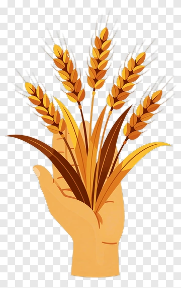 Hand Holding Wheat Stalks PNG