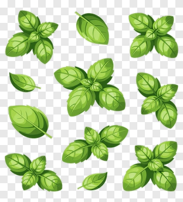 Green Basil Leaves Collection PNG