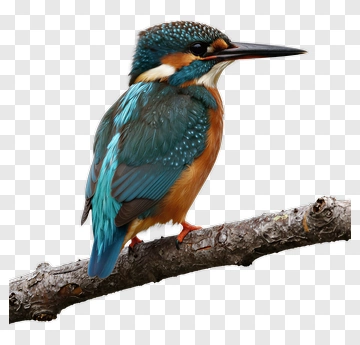 Colorful Kingfisher Bird On A Branch PNG