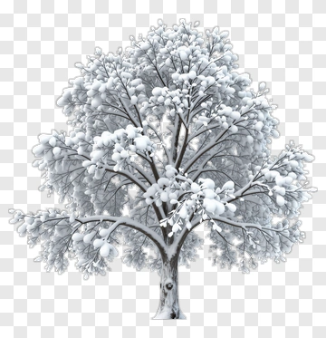 Snowy Tree PNG