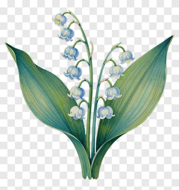 Lily Of The Valley Flower Arrangement PNG