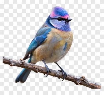 Colorful Bird Perched On A Branch PNG
