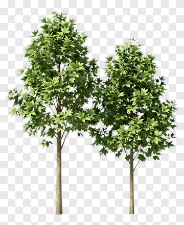 Realistic Green Trees PNG