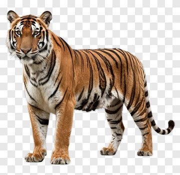 Realistic Tiger Standing Proudly PNG