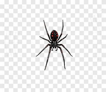 Cartoon Spider With Red Spots PNG
