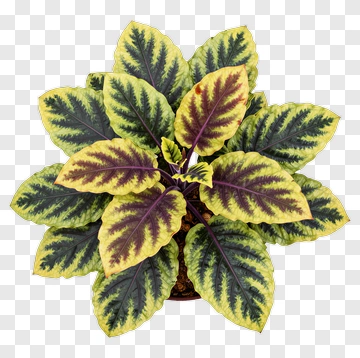 Colorful Plant With Variegated Leaves PNG