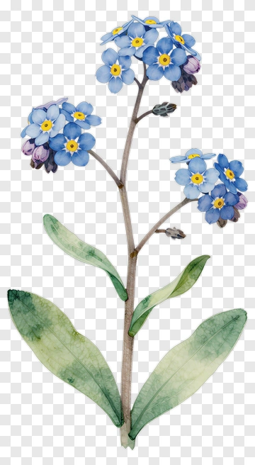 Watercolor Forget-Me-Not Flower PNG