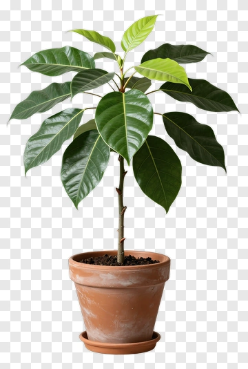 Ficus Plant In A Terracotta Pot PNG