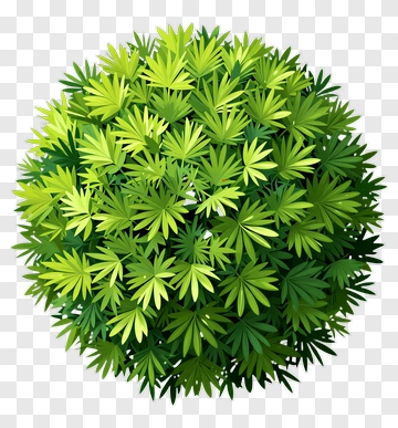 Green Bush PNG