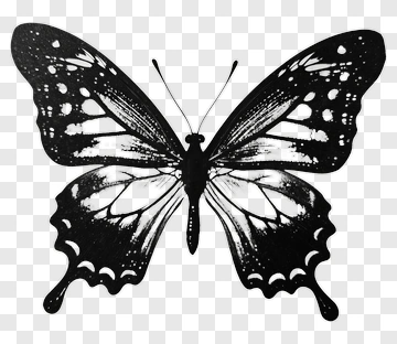 Black Butterfly PNG
