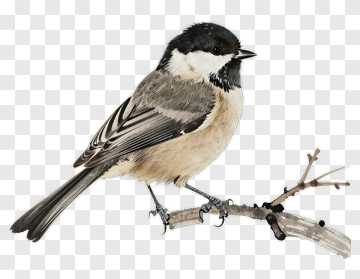 Bird Perched On A Branch PNG