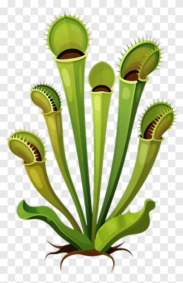 Venus Flytrap Plant PNG