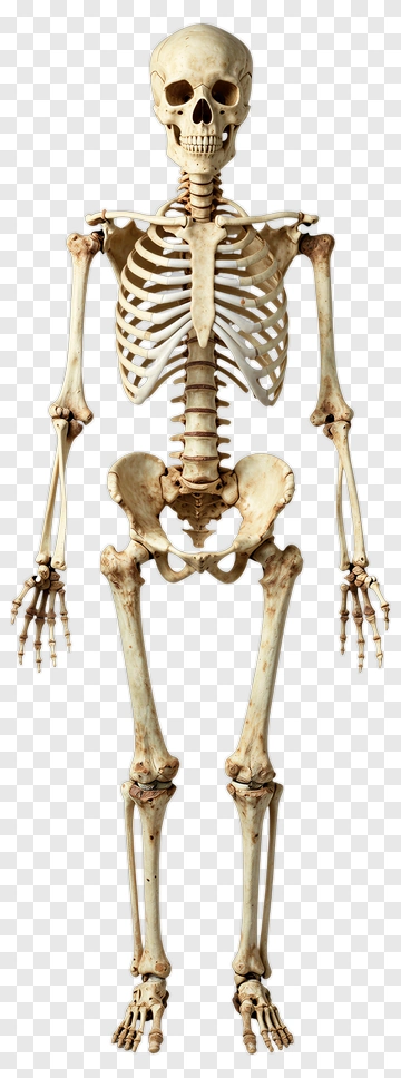 Human Skeleton Model PNG