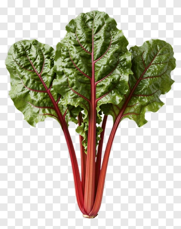 Fresh Swiss Chard Leaves PNG