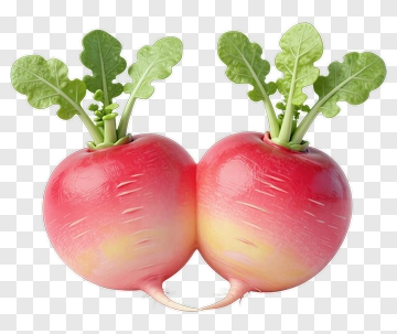 Fresh Radish With Green Leaves PNG