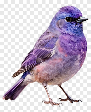 Colorful Purple Bird PNG