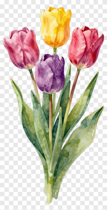 Colorful Tulip Bouquet PNG