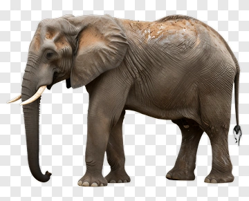 Elephant Standing In Profile PNG