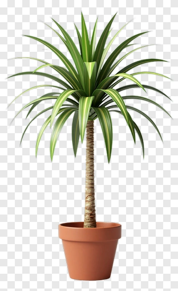 Potted Green Plant PNG