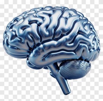 3D Brain Model PNG
