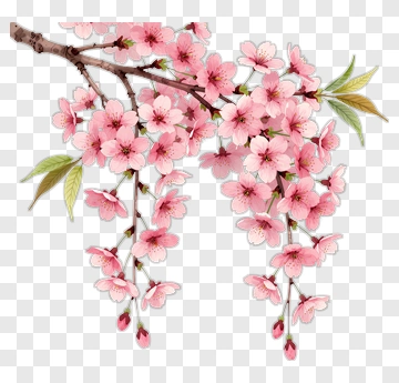 Cherry Blossom Branch With Pink Flowers PNG