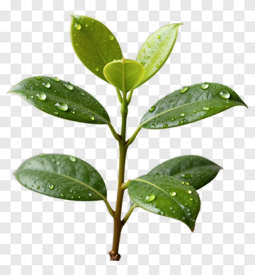 Green Leafy Plant With Water Droplets PNG